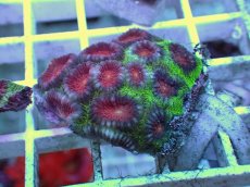 画像1: No.29 バラバットキクメイシ　ツートン (1)