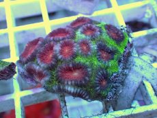 画像2: No.29 バラバットキクメイシ　ツートン (2)