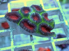 画像1: No.31 バラバットキクメイシ　ツートン (1)