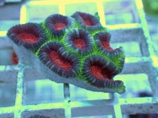 画像2: No.31 バラバットキクメイシ　ツートン (2)