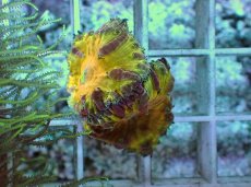 画像1: No.1 オオタバサンゴ　イエローオレンジ　　【珍しい、レアな個体♪】 (1)