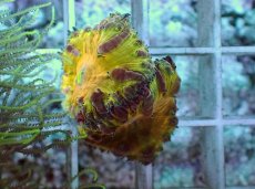 画像2: No.1 オオタバサンゴ　イエローオレンジ　　【珍しい、レアな個体♪】 (2)