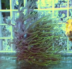 画像1: No.1 スターポリプ (1)