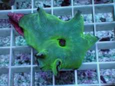 画像1: No.1 ディスクコーラル (1)