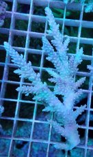 画像1: No.1 オーストラリア産 ヤセミドリイシ (1)