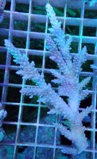 画像2: No.1 オーストラリア産 ヤセミドリイシ (2)