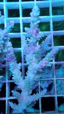 画像1: No.3 オーストラリア産 ヤセミドリイシ (1)