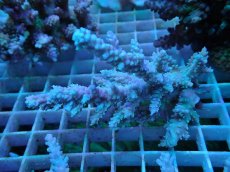 画像1: No.4 オーストラリア産 ヤセミドリイシ (1)