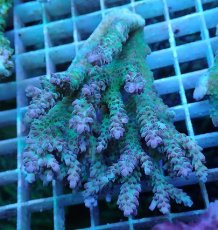 画像1: No.5 オーストラリア産 ドラゴンフルーツ　　【珍しい、レアな個体♪】 (1)