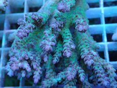 画像2: No.5 オーストラリア産 ドラゴンフルーツ　　【珍しい、レアな個体♪】 (2)