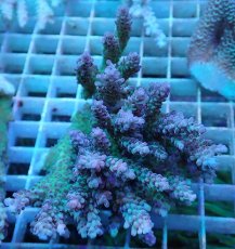 画像1: No.6 オーストラリア産 ドラゴンフルーツ　　【珍しい、レアな個体♪】 (1)