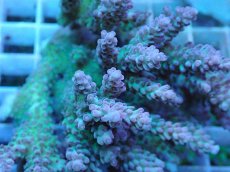 画像2: No.6 オーストラリア産 ドラゴンフルーツ　　【珍しい、レアな個体♪】 (2)