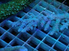 画像1: No.7 オーストラリア産 ヤセミドリイシ (1)