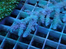 画像2: No.7 オーストラリア産 ヤセミドリイシ (2)