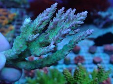 画像1: No.8 オーストラリア産 ドラゴンフルーツ (1)