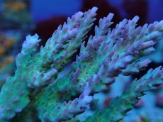 画像2: No.8 オーストラリア産 ドラゴンフルーツ (2)