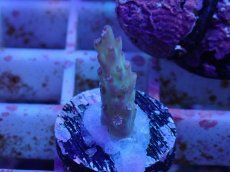 画像1: No.9 オーストラリア産 ドラゴンフルーツ (1)