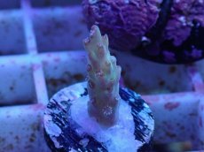 画像2: No.9 オーストラリア産 ドラゴンフルーツ (2)