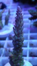 画像2: No.10 オーストラリア産 ドラゴンフルーツ (2)