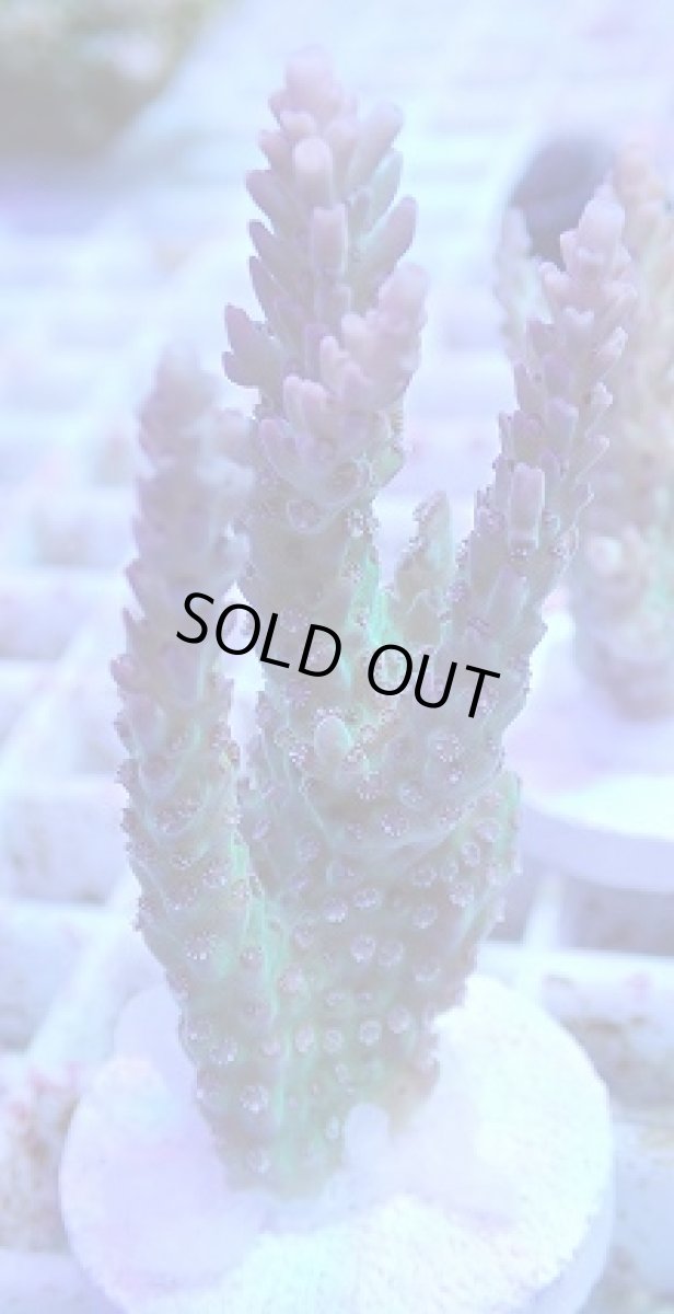 画像1: No.11 オーストラリア産 ドラゴンフルーツ (1)