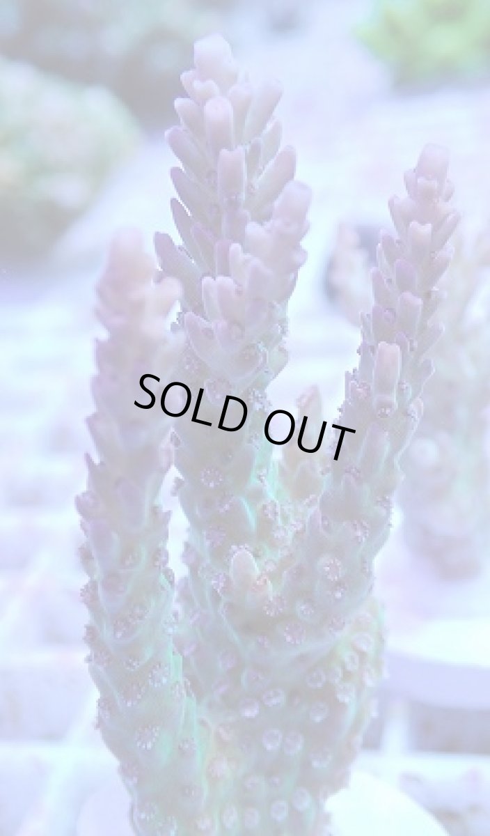 画像2: No.11 オーストラリア産 ドラゴンフルーツ (2)