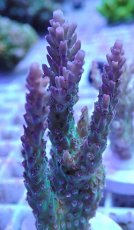 画像2: No.11 オーストラリア産 ドラゴンフルーツ (2)