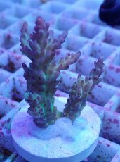 画像1: No.12 オーストラリア産 ドラゴンフルーツ (1)