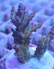 画像2: No.12 オーストラリア産 ドラゴンフルーツ (2)