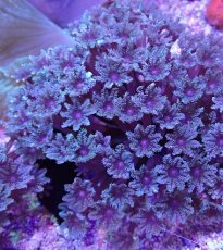 画像1: No.1 沖縄産ツツウミヅタ　 (1)