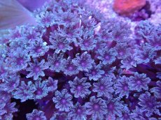 画像2: No.1 沖縄産ツツウミヅタ　 (2)