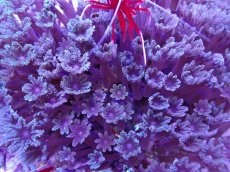 画像1: No.2 沖縄産ツツウミヅタ　 (1)