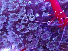 画像2: No.2 沖縄産ツツウミヅタ　 (2)