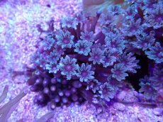 画像1: No.3 沖縄産ツツウミヅタ　 (1)