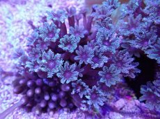 画像2: No.3 沖縄産ツツウミヅタ　 (2)