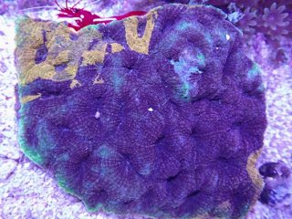 No.20 オーストラリア産 スコリミア Warpaintを買うならアクアスタイル