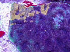 画像2: No.21 ヒラタオオトゲキクメイシ (2)