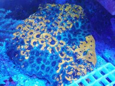 画像1: No.22 ヒラタオオトゲキクメイシ　XXLサイズ (1)