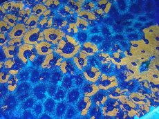 画像2: No.22 ヒラタオオトゲキクメイシ　XXLサイズ (2)