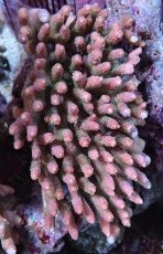 画像1: No.1 ハイマツミドリイシ (1)