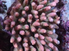 画像2: No.1 ハイマツミドリイシ (2)