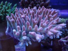 画像1: No.2 ハイマツミドリイシ　　【人気No.1】 (1)