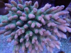 画像2: No.2 ハイマツミドリイシ　　【人気No.1】 (2)