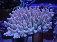 画像1: No.3 ハイマツミドリイシ　　【人気No.1】 (1)