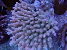 画像2: No.3 ハイマツミドリイシ　　【人気No.1】 (2)