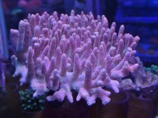 画像1: No.4 ハイマツミドリイシ (1)