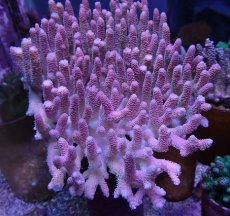 画像2: No.4 ハイマツミドリイシ (2)