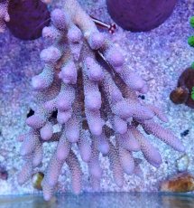 画像1: No.5 オーストラリア産 スパスラータ (1)