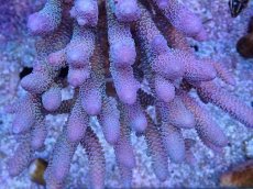 画像2: No.5 オーストラリア産 スパスラータ (2)