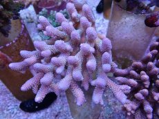 画像1: No.6 オーストラリア産 スパスラータ　　【人気No.1】 (1)