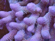 画像2: No.6 オーストラリア産 スパスラータ　　【人気No.1】 (2)